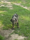 Allister - Always Happy!