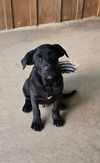 Anders - Handsome Pup!!