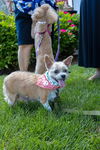 Cooper - Cute Old Gent!