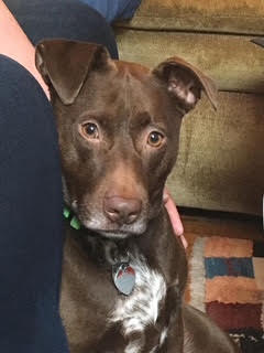 adoptable Dog in Oakhurst, NJ named Choco - Sweet Treat!