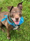 adoptable Dog in  named Choco - Sweet Treat!