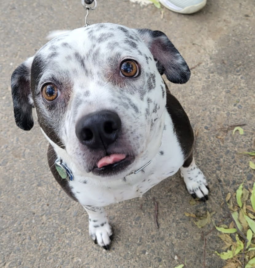 adoptable Dog in Oakhurst, NJ named Coco - Speckled Cutie!