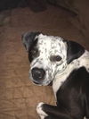 Coco - Speckled Cutie!