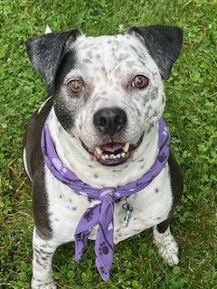 adoptable Dog in Oakhurst, NJ named Coco - Speckled Cutie!