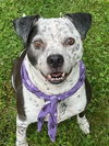 Coco - Speckled Cutie!