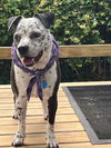 Coco - Speckled Cutie! - Photo 7