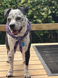 Coco - Speckled Cutie! — thumbnail 10