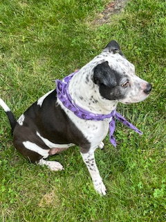 Coco - Speckled Cutie! — thumbnail 11