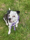 Coco - Speckled Cutie! - Photo 9