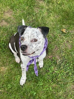 Coco - Speckled Cutie! — thumbnail 12