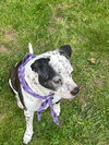 Coco - Speckled Cutie! - Photo 10
