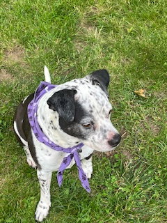 Coco - Speckled Cutie! — thumbnail 13