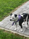 Coco - Speckled Cutie! - Photo 11