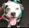 Coco - Speckled Cutie! - Photo 2