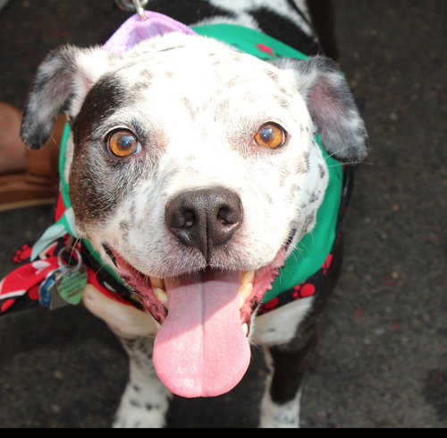COCO - SPECKLED CUTIE! - Pit Bull Terrier available for adoption