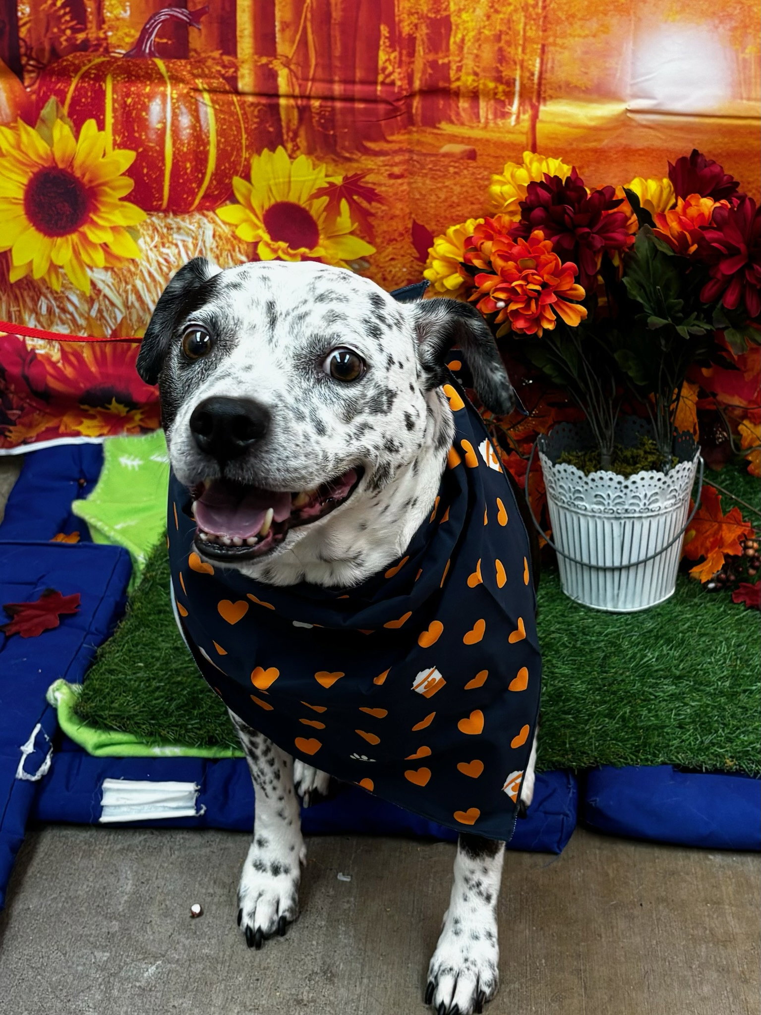 Coco - Speckled Cutie!