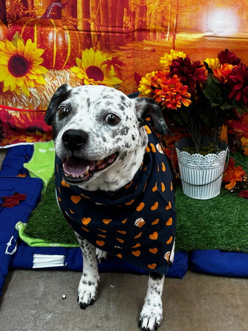COCO - SPECKLED CUTIE! - Pit Bull Terrier available for adoption