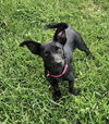 Pasquale - Pretty Pooch