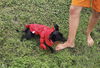 Pasquale - Pretty Pooch