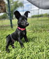 Pasquale - Pretty Pooch