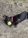Pasquale - Pretty Pooch
