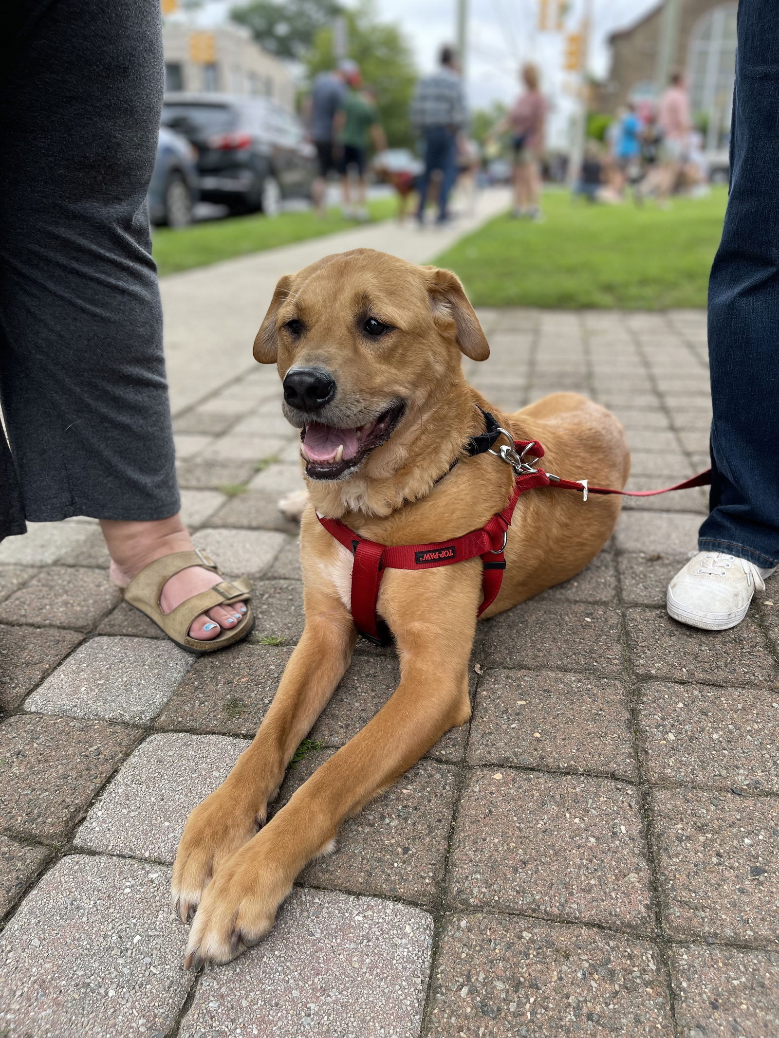 adoptable Dog in Oakhurst, NJ named Mason - Most Handsome!