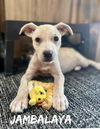 Jambalaya - Just Adorable!