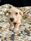 Etoufee - Adorbable Pup!!