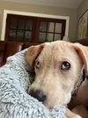 Etoufee - Adorbable Pup!!