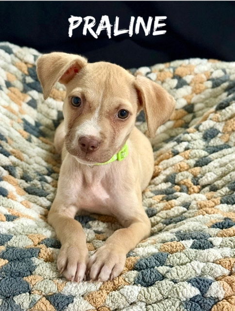 Praline - Precious Pup!!