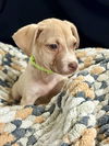 Praline - Precious Pup!!