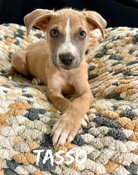 Tasso - Tots Adorbs!