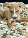 Tasso - Tots Adorbs!