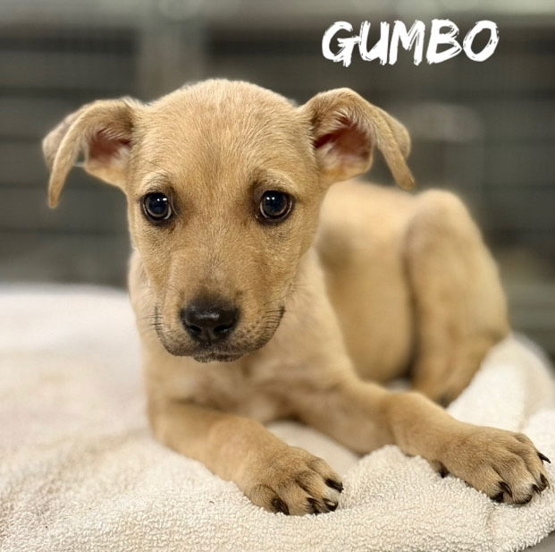 adoptable Dog in Oakhurst, NJ named Gumbo - Great Boy!
