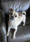 Maximus the Pug!