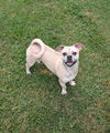 Maximus the Pug!