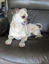 Maximus the Pug!