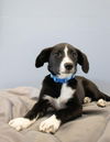 Gus (Aussie) - Gentle Pup!