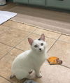 ANNA ~ Adorable kitten!