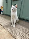 ANNA ~ Adorable kitten!