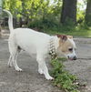 Roxy - Super Senior!