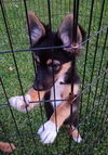 Luna - Lovely Pup!!