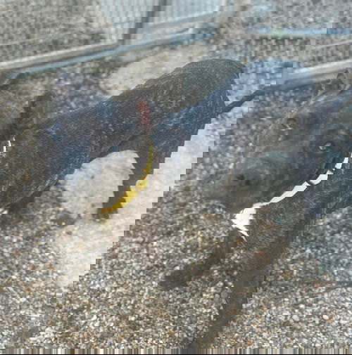 animal-image