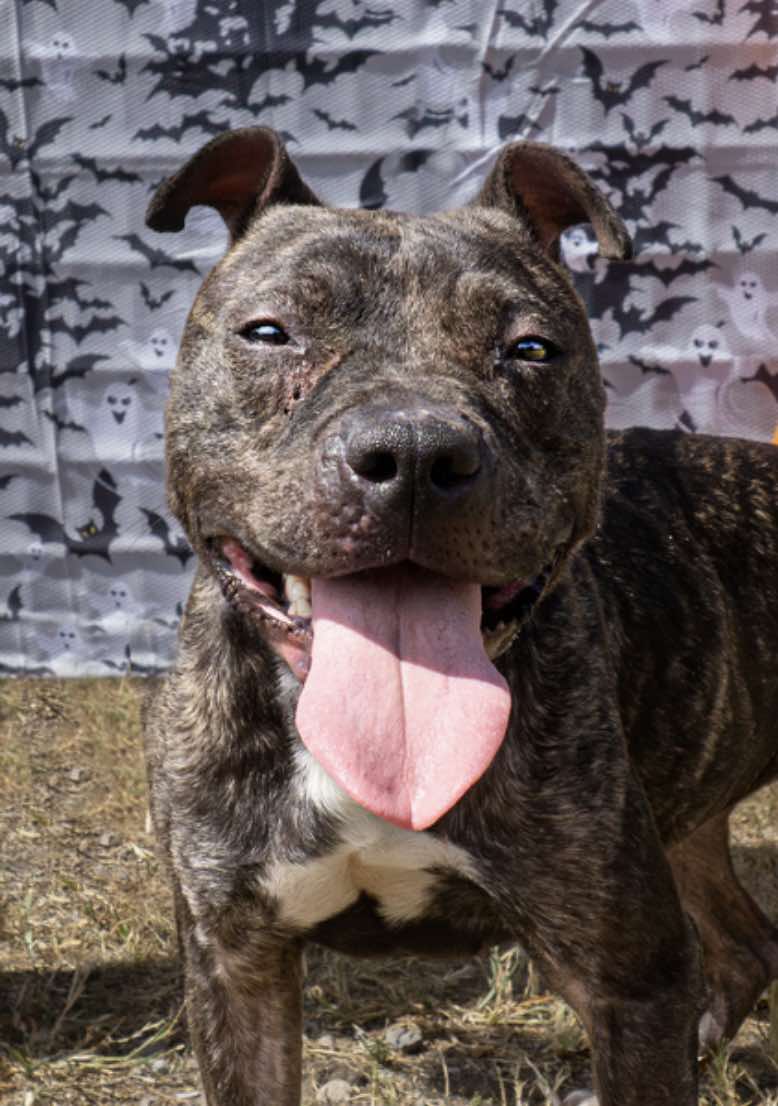 adoptable Dog in Oakhurst, NJ named Joy - Just A Beauty!