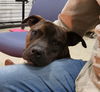Tobi Brown - Totally Handsome!