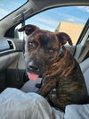 Tobi Brown - Totally Handsome!