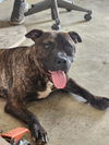 Tobi Brown - Totally Handsome!