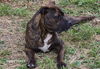 Tobi Brown - Totally Handsome!