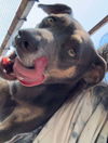 Rex - Royally Handsome!