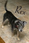 Rex - Royally Handsome!